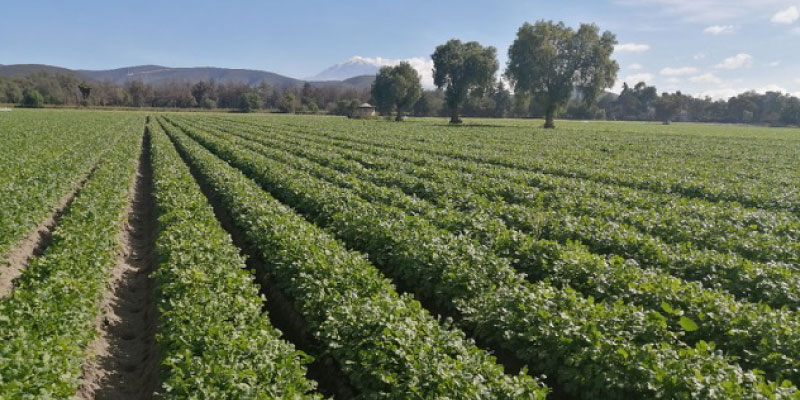 Grower RJ Produce's Cilantro Fields